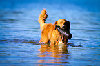 Nova Scotia Duck Tolling Retriever