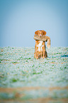 sitting Nova Scotia Duck Tolling Retriever