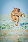 running Nova Scotia Duck Tolling Retriever