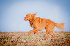 running Nova Scotia Duck Tolling Retriever