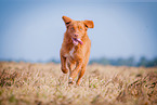 running Nova Scotia Duck Tolling Retriever