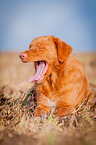 lying Nova Scotia Duck Tolling Retriever