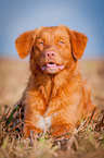 lying Nova Scotia Duck Tolling Retriever