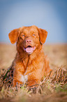 lying Nova Scotia Duck Tolling Retriever