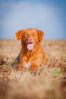 lying Nova Scotia Duck Tolling Retriever