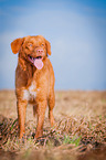 standing Nova Scotia Duck Tolling Retriever