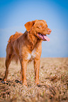 standing Nova Scotia Duck Tolling Retriever