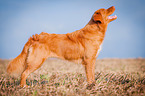 standing Nova Scotia Duck Tolling Retriever