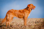 standing Nova Scotia Duck Tolling Retriever