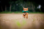 running Nova Scotia Duck Tolling Retriever