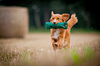 running Nova Scotia Duck Tolling Retriever