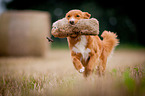 running Nova Scotia Duck Tolling Retriever