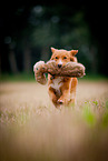 running Nova Scotia Duck Tolling Retriever