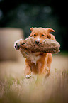 running Nova Scotia Duck Tolling Retriever