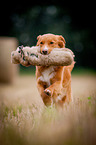 running Nova Scotia Duck Tolling Retriever