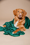 lying Nova Scotia Duck Tolling Retriever