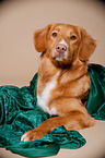 lying Nova Scotia Duck Tolling Retriever