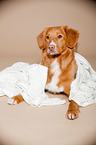 lying Nova Scotia Duck Tolling Retriever
