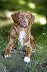 lying Nova Scotia Duck Tolling Retriever