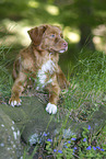 lying Nova Scotia Duck Tolling Retriever