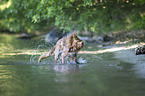 shaking Nova Scotia Duck Tolling Retriever