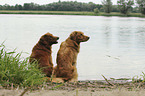 2 Nova Scotia Duck Tolling Retriever