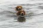 2 Nova Scotia Duck Tolling Retriever