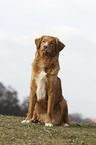 sitting Nova Scotia Duck Tolling Retriever