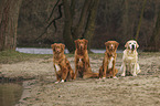 dogs