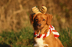 Nova Scotia Duck Tolling Retriever Portrait