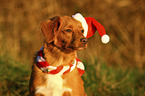 Nova Scotia Duck Tolling Retriever Portrait