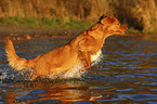 running Nova Scotia Duck Tolling Retriever