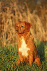 sitting Nova Scotia Duck Tolling Retriever