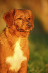 Nova Scotia Duck Tolling Retriever Portrait