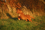 running Nova Scotia Duck Tolling Retriever