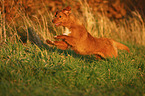 running Nova Scotia Duck Tolling Retriever