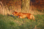 running Nova Scotia Duck Tolling Retriever