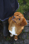 sitting Nova Scotia Duck Tolling Retriever