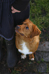 sitting Nova Scotia Duck Tolling Retriever