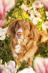 female Nova Scotia Duck Tolling Retriever