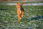 running Nova Scotia Duck Tolling Retriever