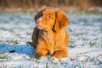 lying Nova Scotia Duck Tolling Retriever