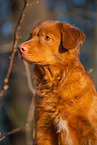 sitting Nova Scotia Duck Tolling Retriever