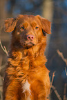 sitting Nova Scotia Duck Tolling Retriever