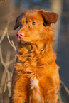 sitting Nova Scotia Duck Tolling Retriever