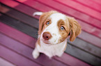 Nova Scotia Duck Tolling Retriever