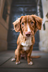 sitting Nova Scotia Duck Tolling Retriever