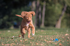 Nova Scotia Duck Tolling Retriever Puppy