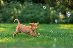 Nova Scotia Duck Tolling Retriever Puppy