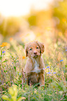 Nova Scotia Duck Tolling Retriever Puppy